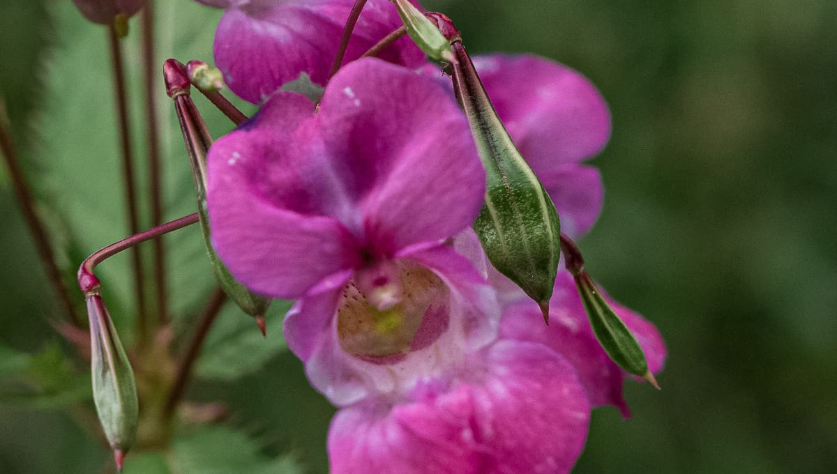 Balsam lady online slipper