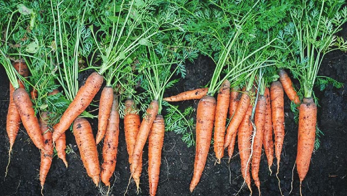 Best Tips To Grow Carrots