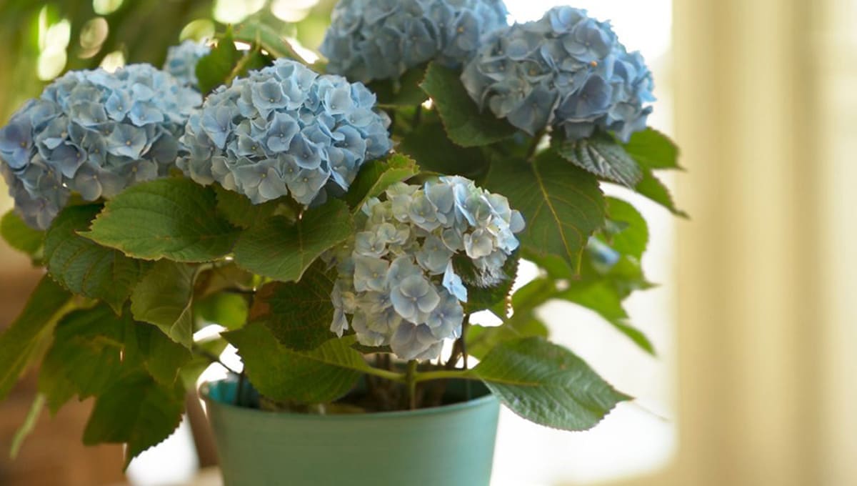 Best Tips To Grow Hydrangeas