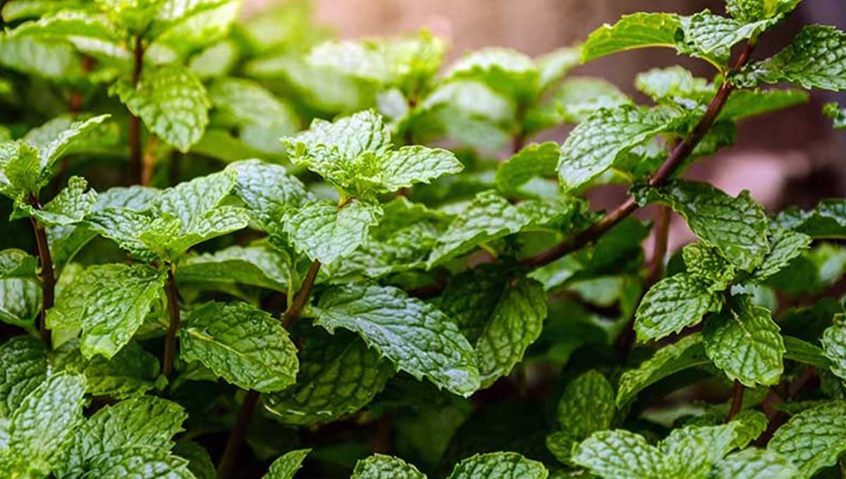 How to Plant and Grow Mint