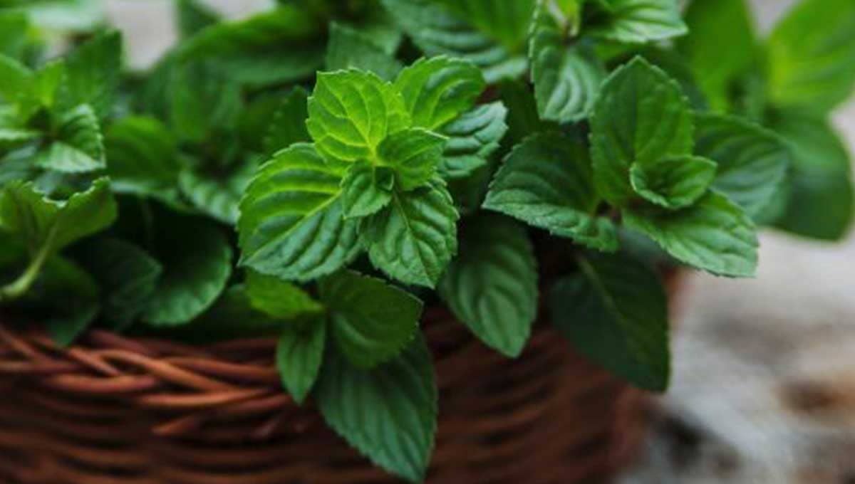 How to Harvest Mint Without Damaging Your Plants