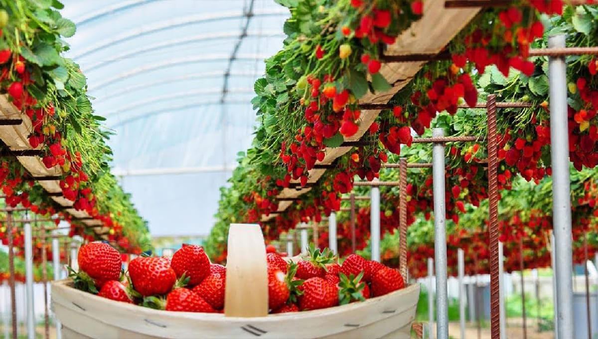 Best Tips To Grow Strawberries   Strawberries1 