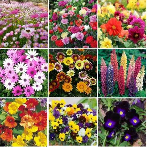 Winter Flowers For Indian Gardens: Annuals
