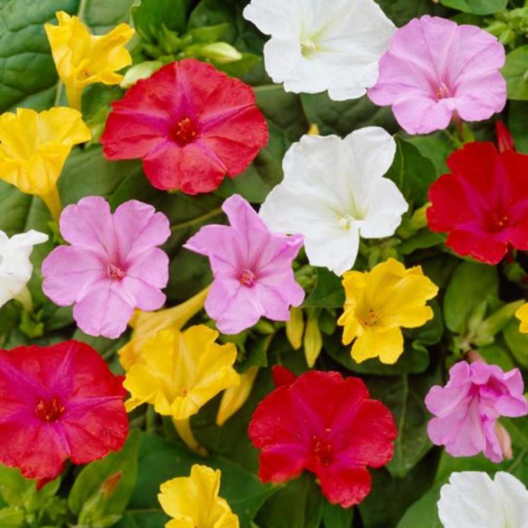 Mirabilis Four o Clock Flower Seeds | Buy Seeds Online at Best Price in ...