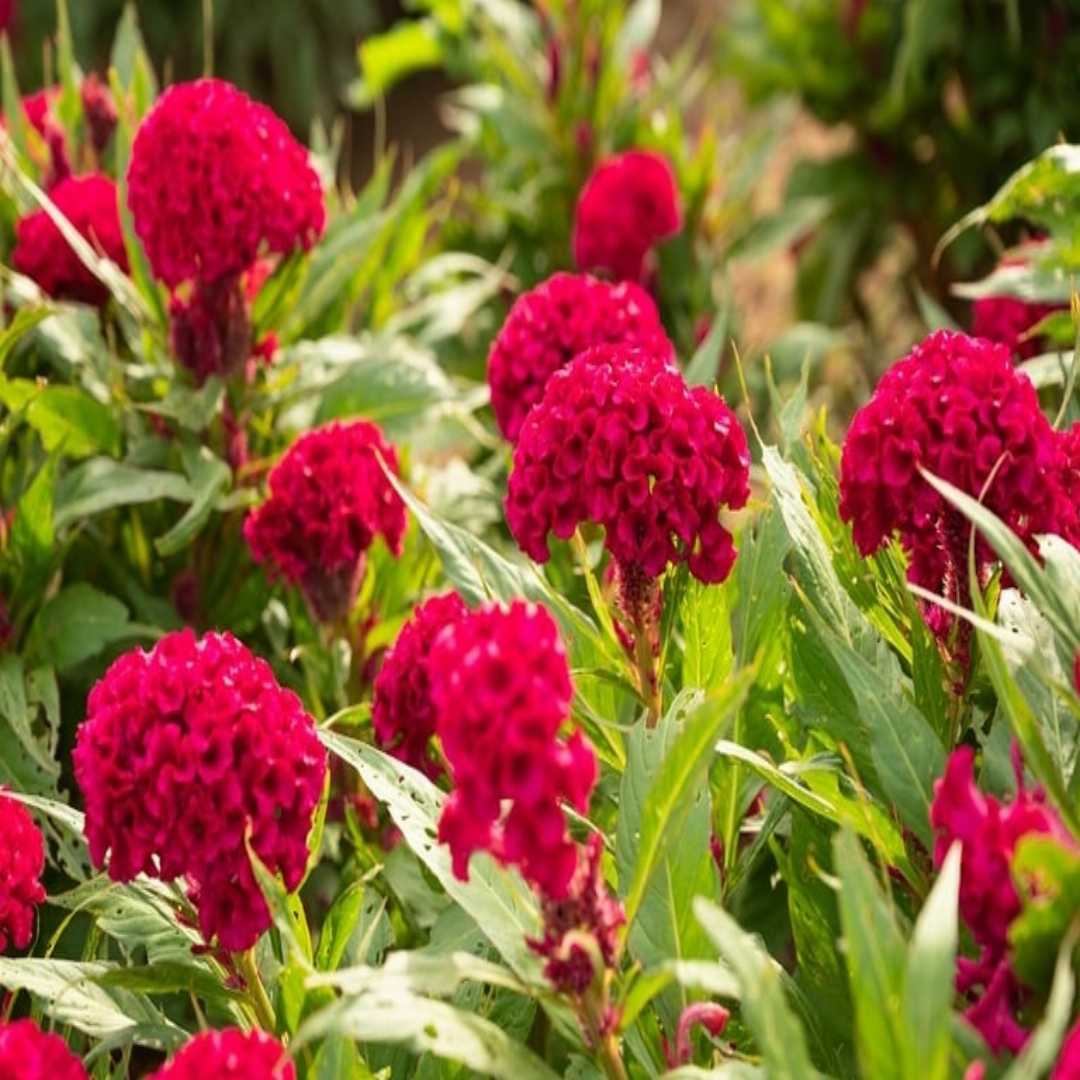 Cockscomb Red Flower Seeds | Buy Seeds Online at Best Price in India ...
