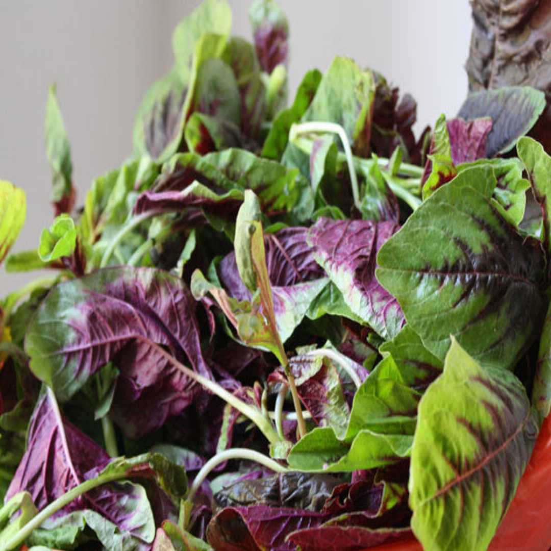 Mixed Amaranthus Red And Green Leaf Sprouting Microgreens Seeds| Buy ...