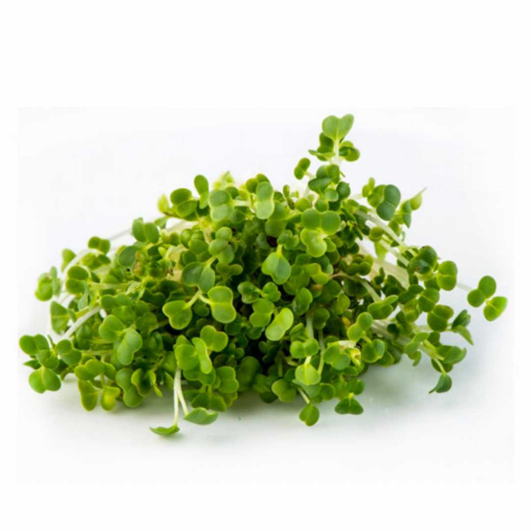 Mizuna Asian Green Leaf Sprouting Microgreens Seeds| Buy Seeds Online ...